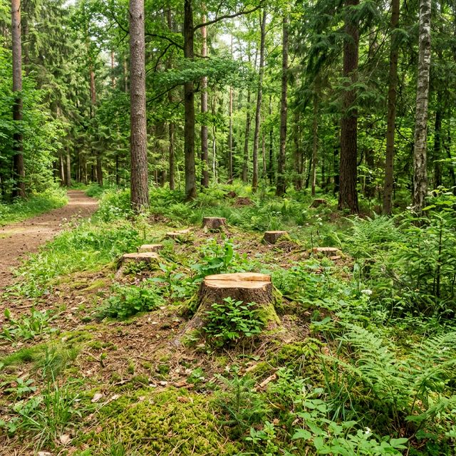 Sprzątanie po wycince